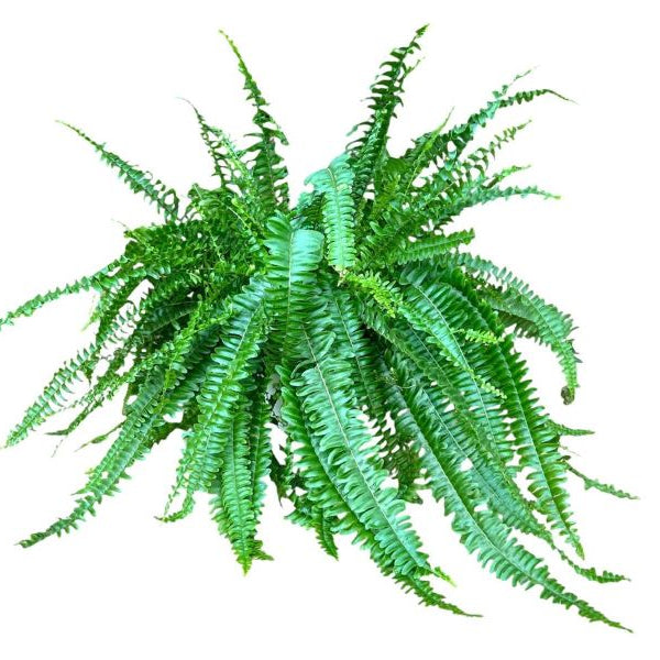 Nephrolepis exalta "Sonata"