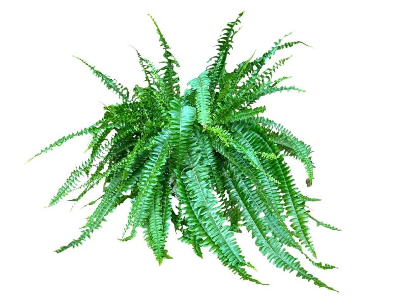 Nephrolepis Exalta "Sonata"