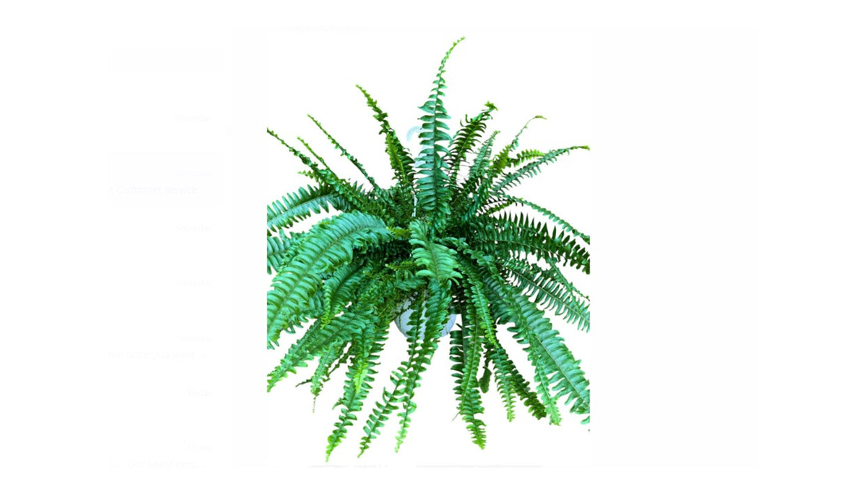 Nephrolepis exaltata 'Sonata'