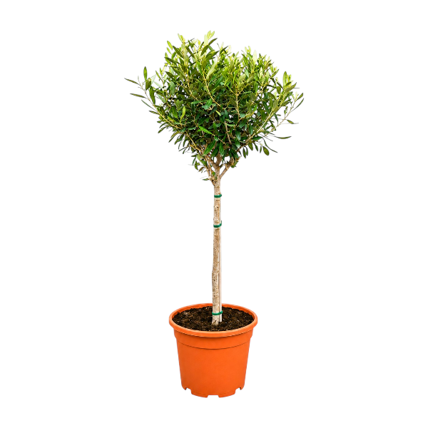 Olea europaea '110
