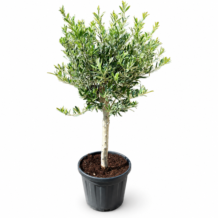 Olea Europaea 1head