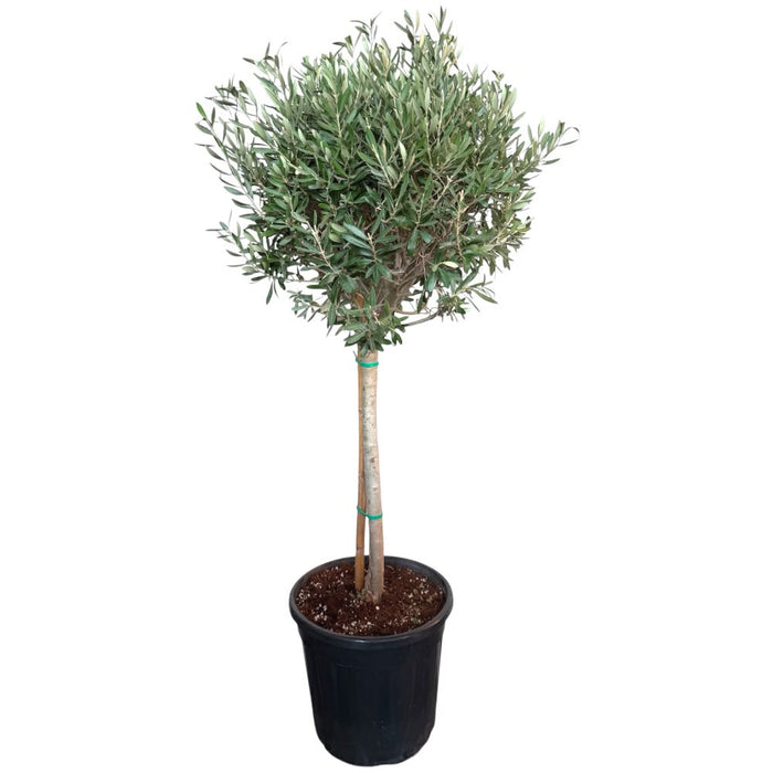 Olea europaea - Indoor