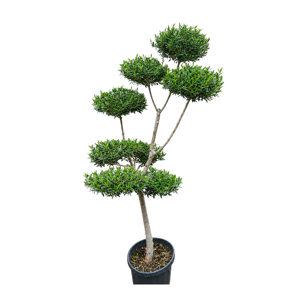 Olea Europaea Pompom M. Head