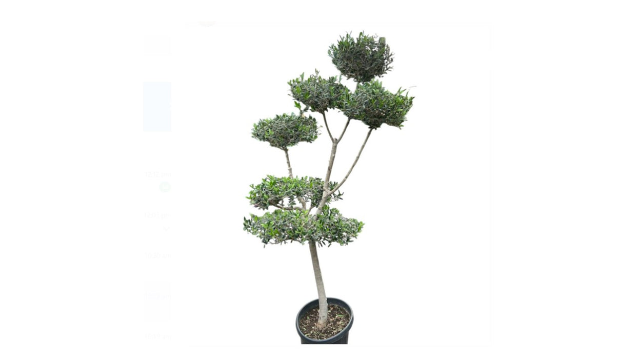 Olea Europaea Pompom M. Head