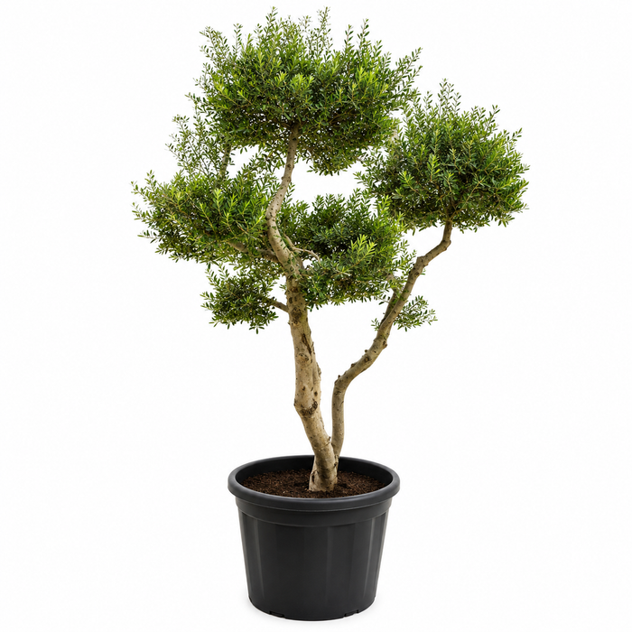 Olea Europaea Pompom