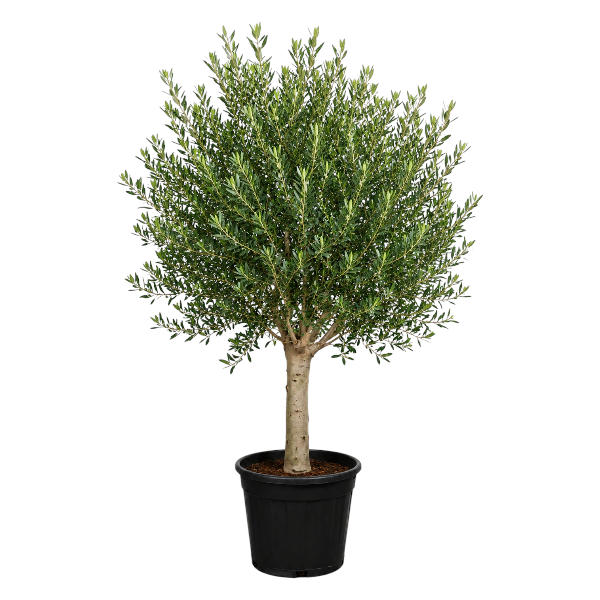 Olea europea intensivo '150