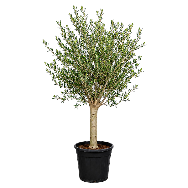 Olea Europaea Indoor