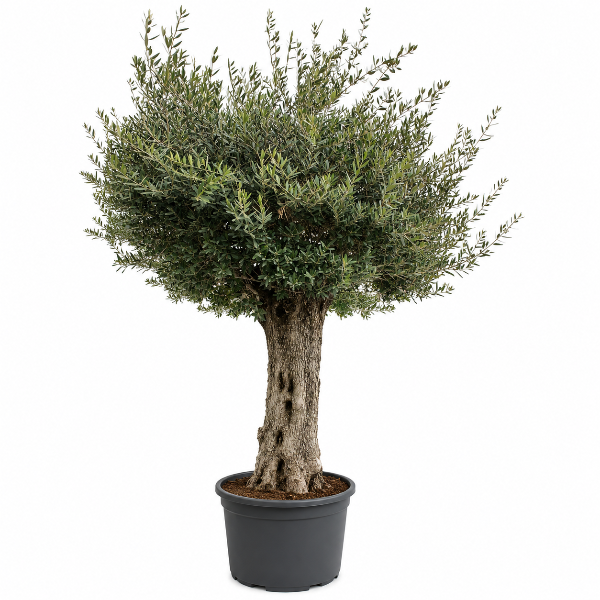 Olive tree thick trunk H275-280cm