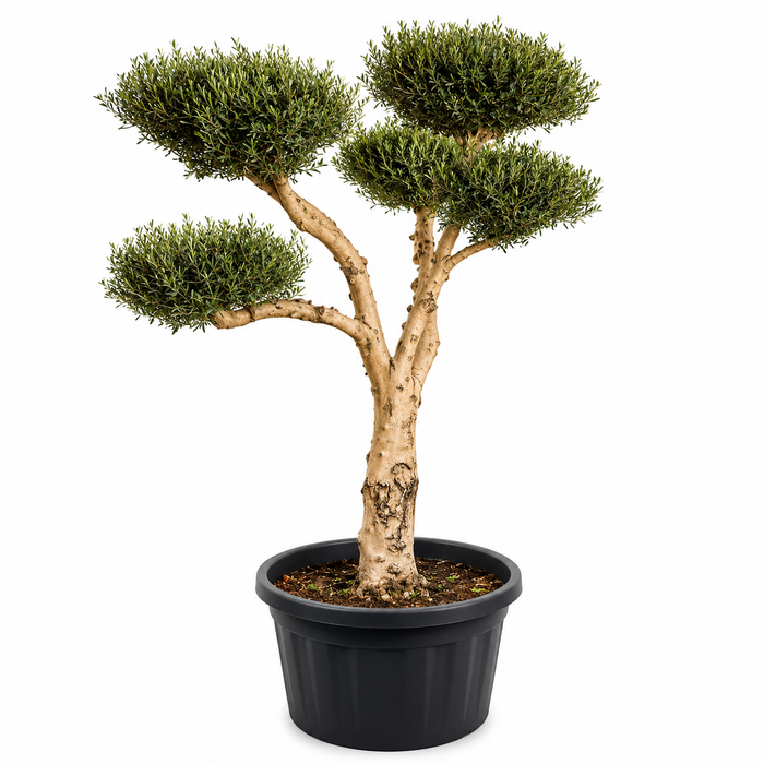 Olive tree multihead 240L