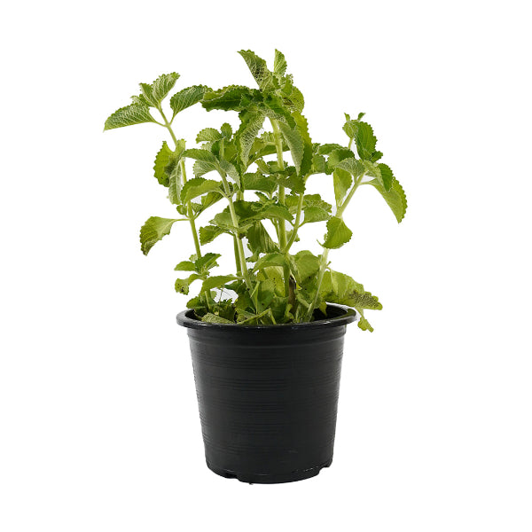 Zaatar 'Origanum syriacum'