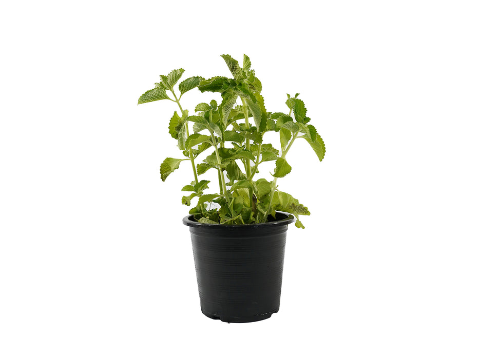 Zaatar 'Origanum syriacum'