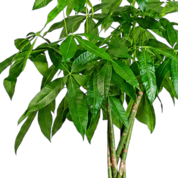 Pachira Aquatica 'P27