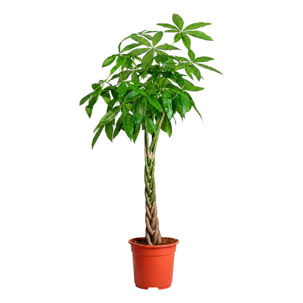 Pachira Aquatica 'P27