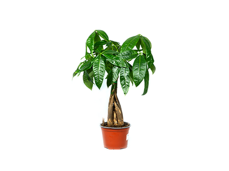 Pachira Aquatica 'P27