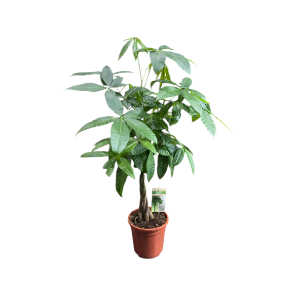 Pachira aquatica H90