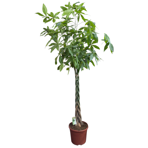 Pachira Aquatica '190