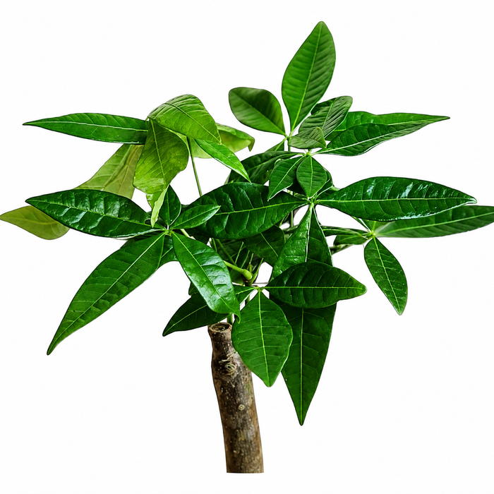 Pachira Aquatica P9