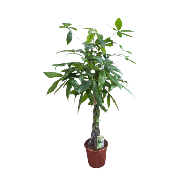 Pachira Aquatica Twisted