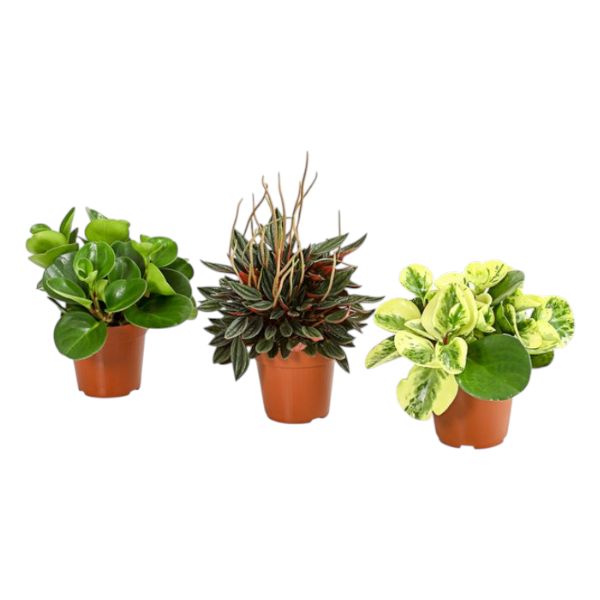 Peperomia - Mixed Variety