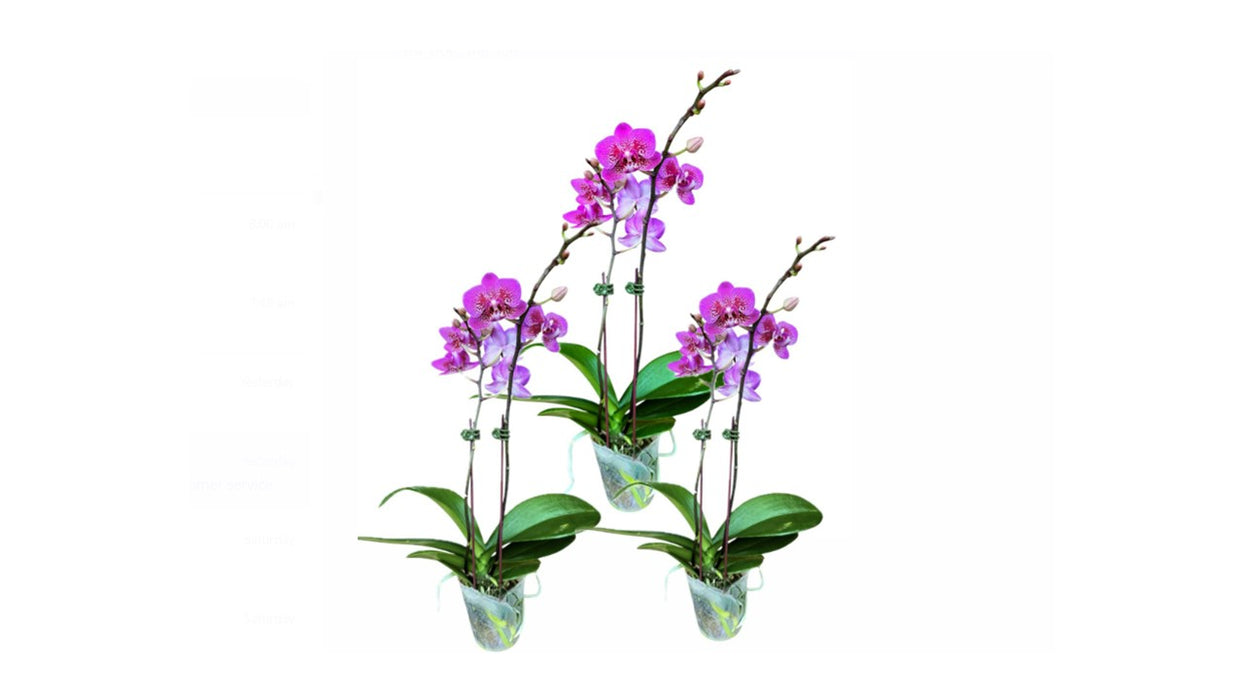 Phalaenopsis Mini mix 2pp