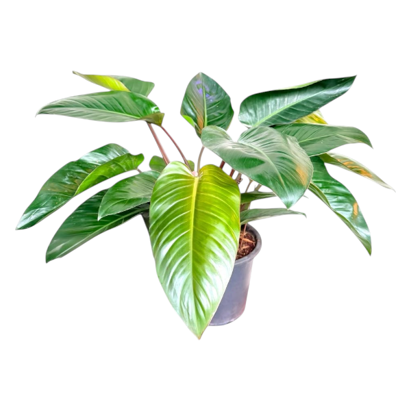 Philodendron 'Congo' P27
