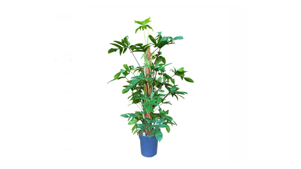 Philodendron Pedatum