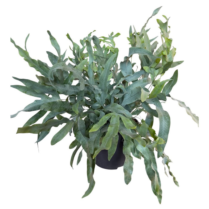 Phlebodium aureum 'Davana'