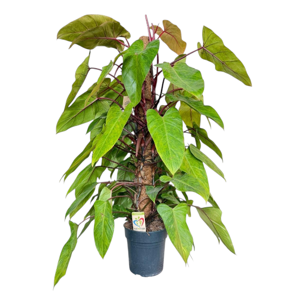 Philodendron painted lady