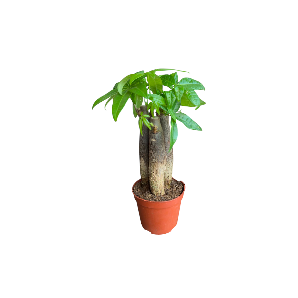Pachira Aquatica P9