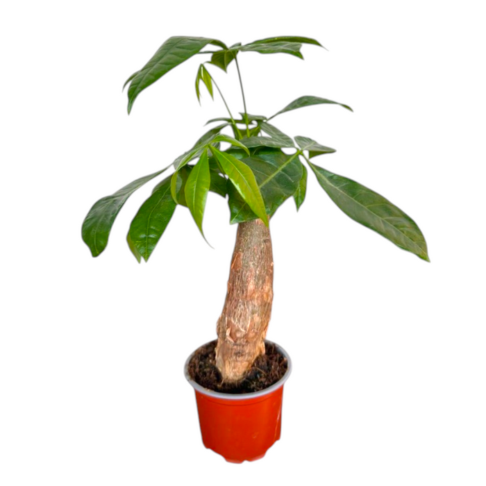Pachira Aquatica P9