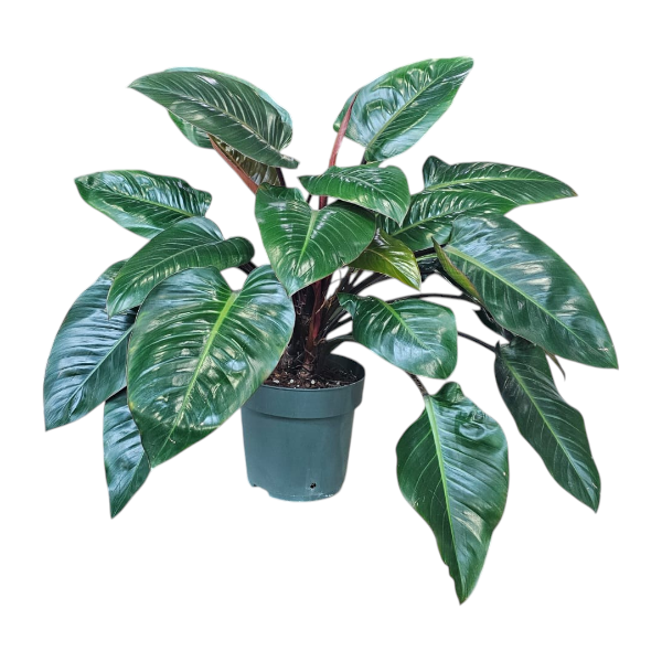 Philodendron red beauty
