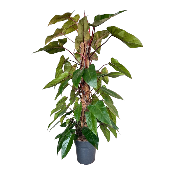 Philodendron red emerald mosstick