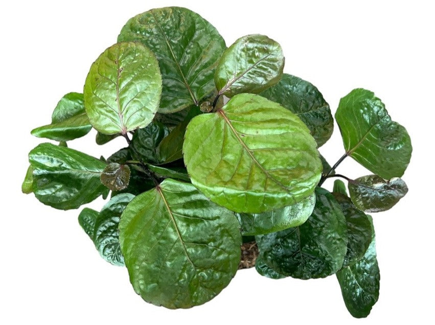 Polyscias Fabian