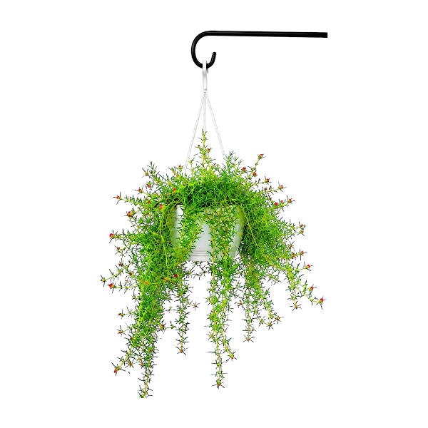 Portulaca Grandiflora Hanging