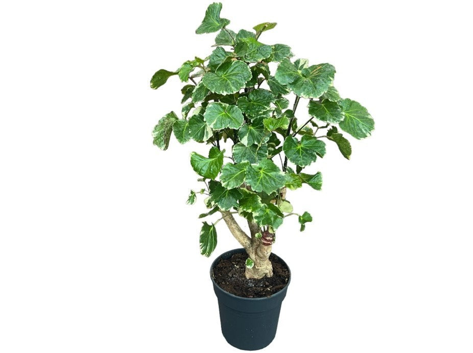 Polyscias Scutellaria