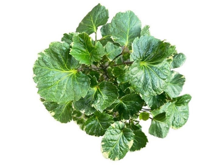 Polyscias Scutellaria