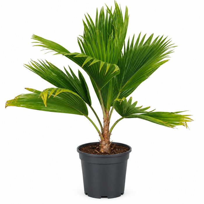 Pritchardia pacifica H120cm بريتشارديا باسيفيكا ارتفاع 120 سم
