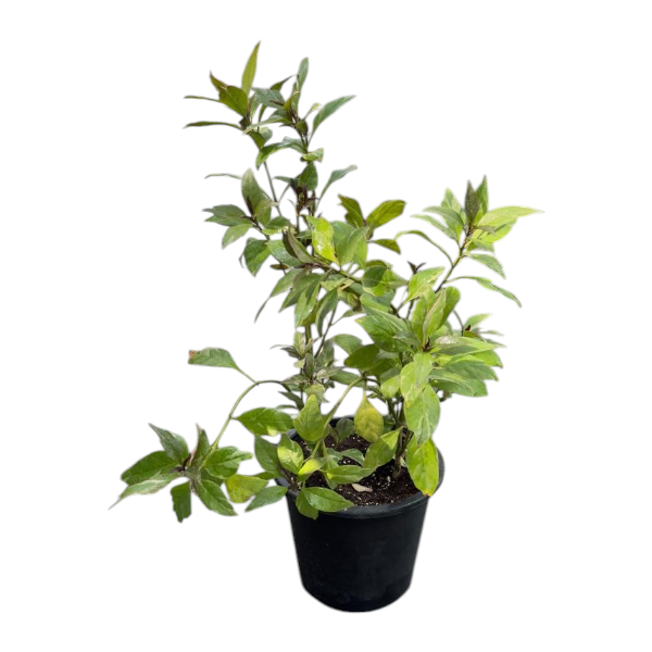 Pseuderanthemum