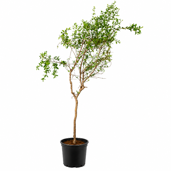 Punica Granatum H120