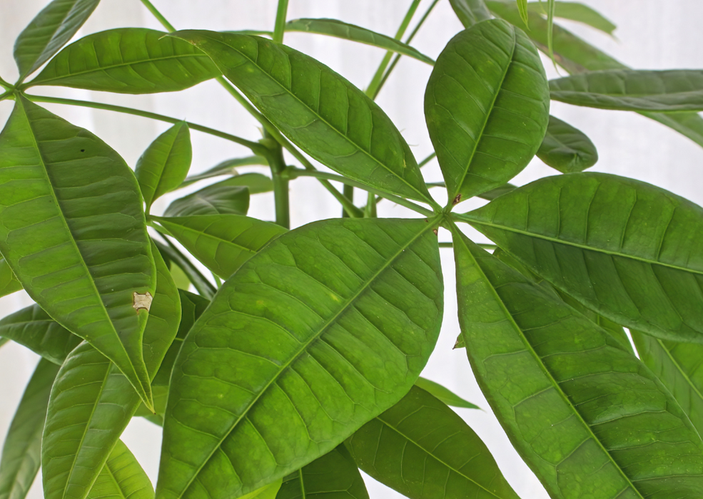 Pachira Aquatica 'P27