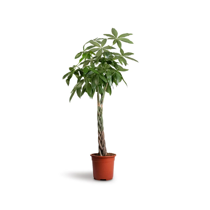 Pachira Aquatica 'P27