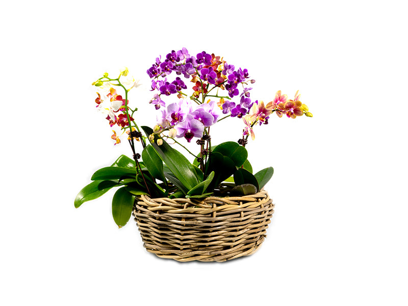 Phalaenopsis Single Stem Mini