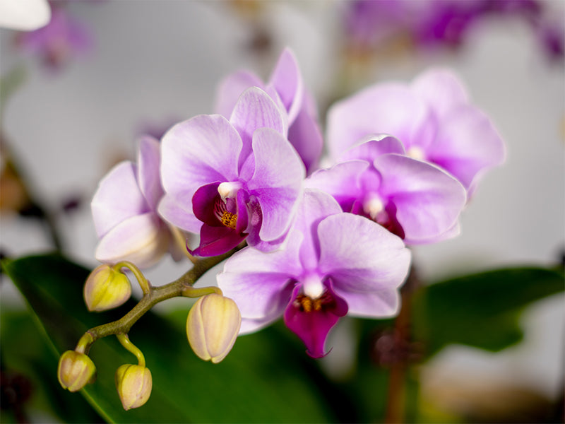 Phalaenopsis Single Stem Mini