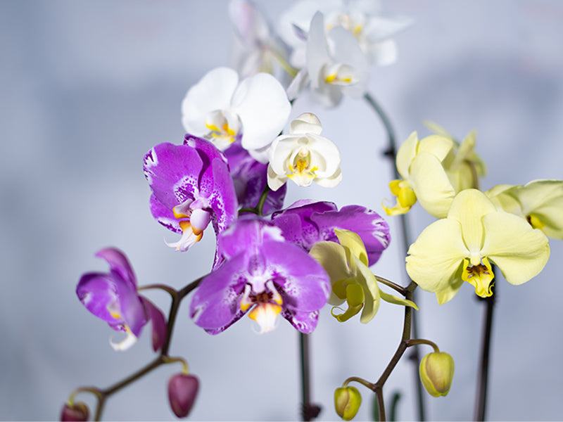 Phalaenopsis Single Stem - Mixed Colour