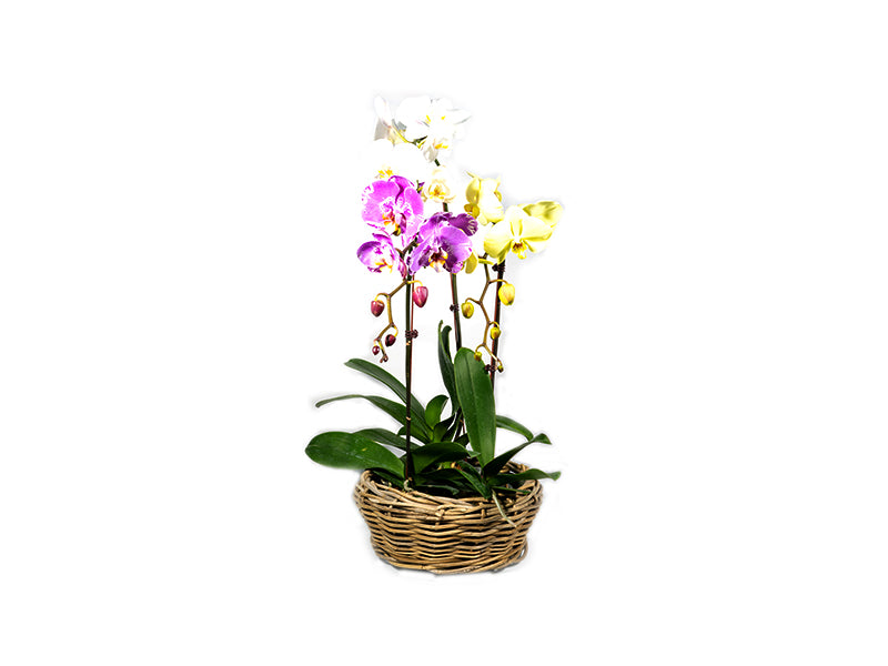 Phalaenopsis Single Stem - Mixed Colour