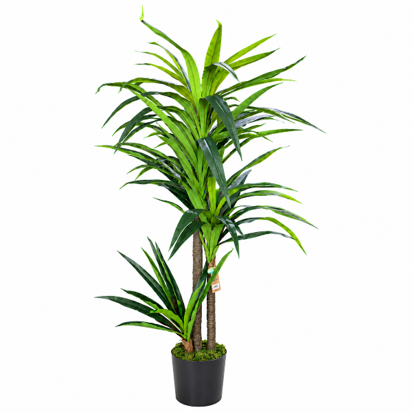 Art. Dracaena 3pp