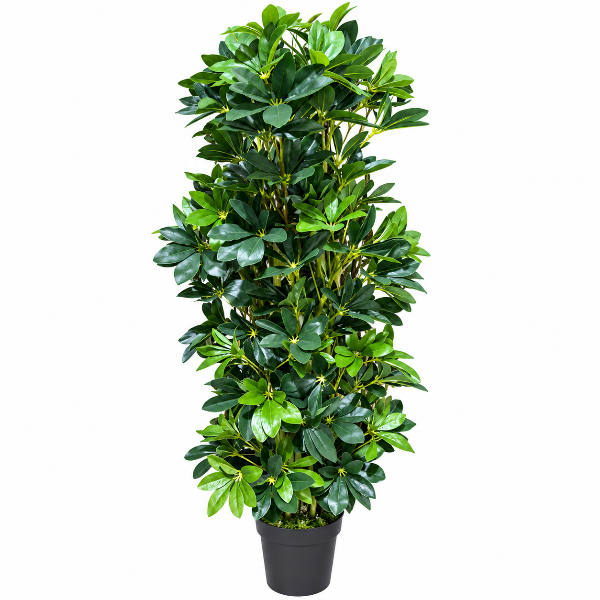 Art. Schefflera arboricola H120cm