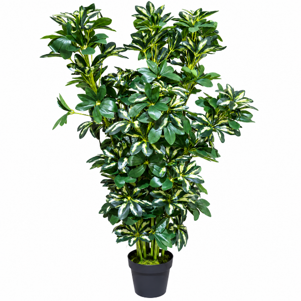 Art. Schefflera gold H120cm