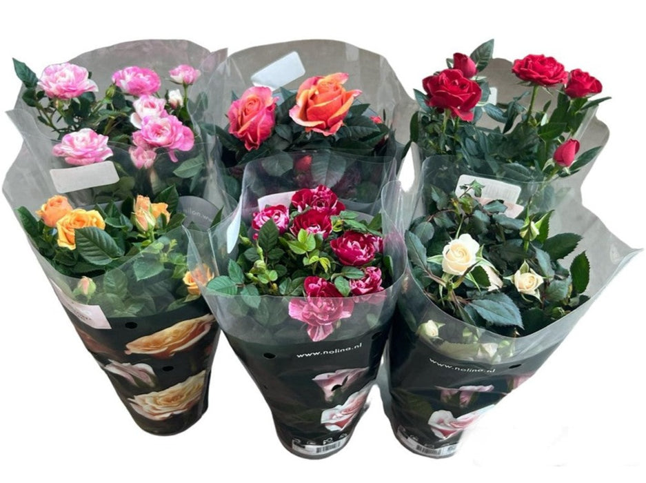 Rosa Patio Mix