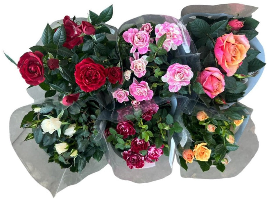 Rosa Patio Mix